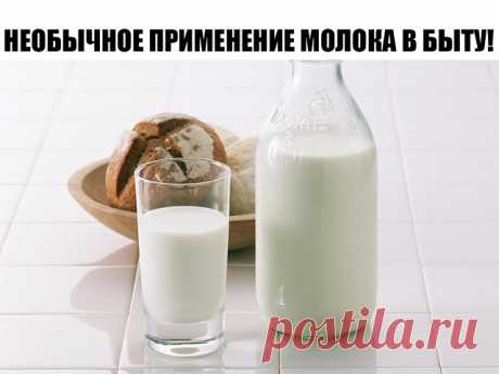 НЕОБЫЧНОЕ ПРИМЕНЕНИЕ МОЛОКА В БЫТУ!!!

Смочить тряпочку в молоке и почистить зеркало, рамы картин, клавиши пианино и аккордеона.

При стирке тюлевых штор к синьке прибавить немного молока. Шторы будут выглядеть как новые.

Молоком можно вывести свежие чернильные пятна.

Горчица сохранит свои жгучие качества более длительное время, если её развести не водой, а молоком.

Если сушеные грибы предварительно подержать несколько часов в подсоленном молоке, они становятся как свеж...