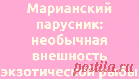 Марианский парусник: необычная внешность экзотической рыбы
Наука Биология 03.07.2021, 08:00 Марианский парусник: необычная внешность экзотической рыбы В глубинах...
Читай дальше на сайте. Жми подробнее ➡