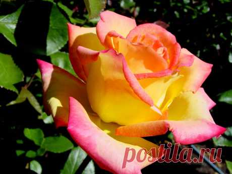 lovely-rose-for-my-dn-friends.jpg (1024×768)