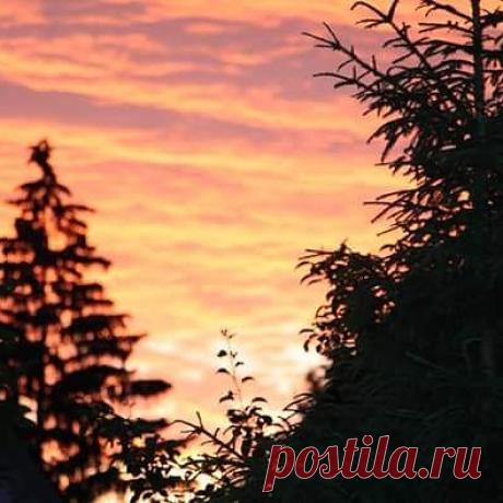 #закат, #ель, #идемВместе с #LeniArhangelskaya ночной взгляд.