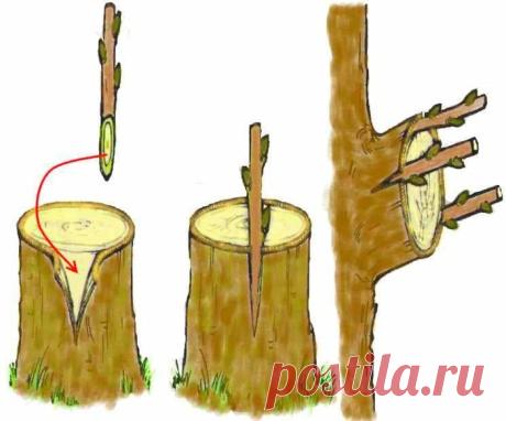 Дедовский способ прививки деревьев для большого урожая
