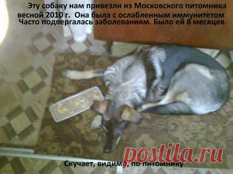 Моя собака Даночка.