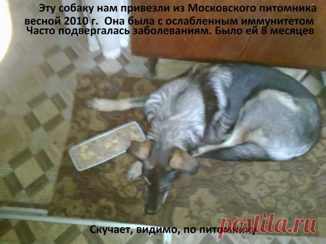 Моя собака Даночка.