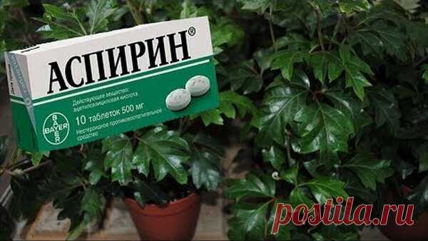 Чем аспирин так полезен для комнатных растений | Секреты Сада. Дача, цветы | Яндекс Дзен