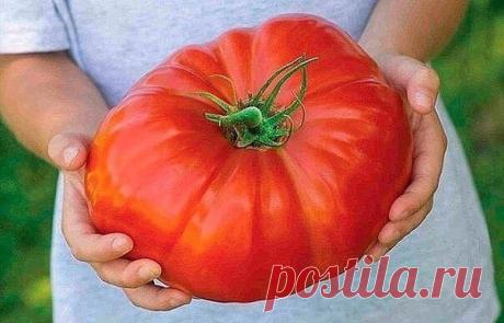 ЙОД ДЛЯ ТОМАТОВ
Сохраните, чтобы не потерять!
Отношение томатов к йоду особое. Если при выращивании рассады однократно полить растения слабым раствором йода - 1 капля аптечного раствора йода на 3 литра воды, цветочные кисти развиваются быстрее и бывают более разветвленными, с большим числом завязей.
Плоды из них формируются на 10-15% крупнее и созревают на несколько дней раньше.
При завязывании последующих кистей уже в грунте томаты также полезно полить под корень йодной в...