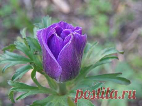 natur_israel: Анемоны... Анемоны? Анемоны! :)