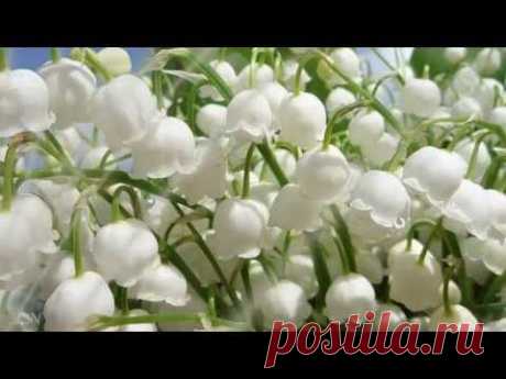 Весна пришла! Оркестр Поля Мориа - Love story - Paul Mauria - YouTube