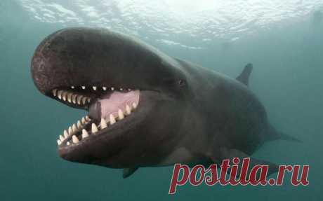 черные дельфины: 19 тыс изображений найдено в Яндекс.Картинках