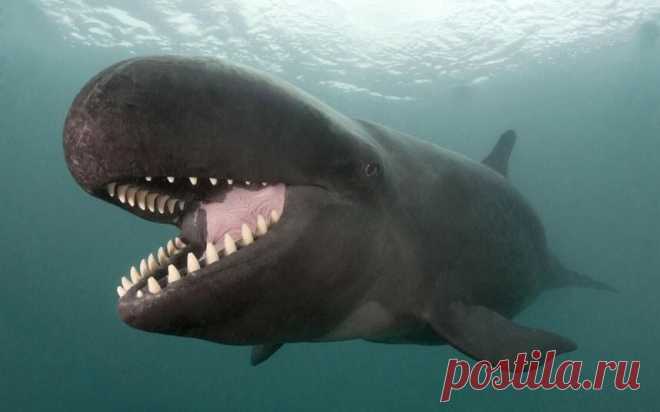 черные дельфины: 19 тыс изображений найдено в Яндекс.Картинках