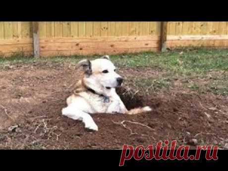 ПОПРОБУЙ НЕ ЗАСМЕЙСЯ!😂 СМЕШНЫЕ КОТЫ и СОБАКИ🙀🐶