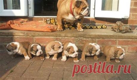 20 фотографий мамочек-собак и их милых щеночков