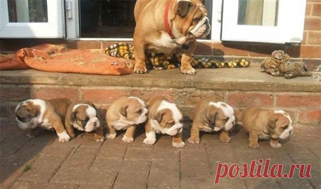 20 фотографий мамочек-собак и их милых щеночков