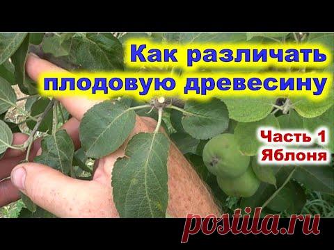 Как различать плодовую древесину  Часть 1   яблоня