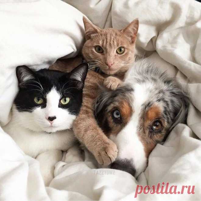 Дружить как кошка с собакой!