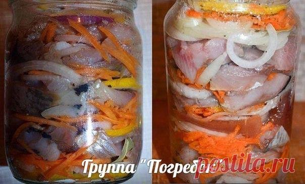 Селёдка по-голландски.

Возьмите на вооружение рецепт СЕЛЕДКИ ПО-ГОЛЛАНДСКИ. Такие банки опустошаются за раз! Эта рыбка со стола сметается в первую очередь. Советую очень!

Продукты:

Сельдь свежемороженная - 2 шт.,
Лук - 2 шт.,
Лимон - 0,5 шт.,
Сахар - около 6 ч.л.,
Соль-6 ч.л.,
Морковь - 1 шт.,
Лавровый лист - 10-12 шт.,
Чёрный перец - 8-10 горошин (крупно-молотых)

Выход: две 0,5 л банки (4-6 порций).

Приготовление:

Лимон нарезаем тонкими кружочками.

Морковь трем на ...