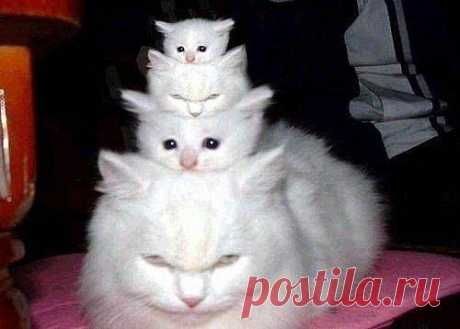 хх
