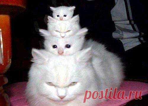 хх
