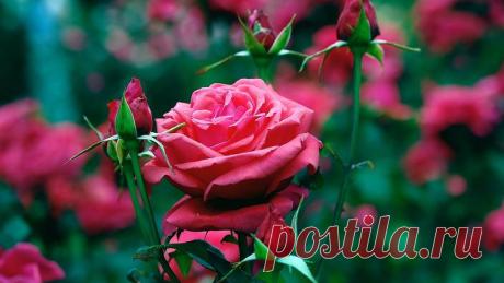 Как вырастить розу при помощи картошки.