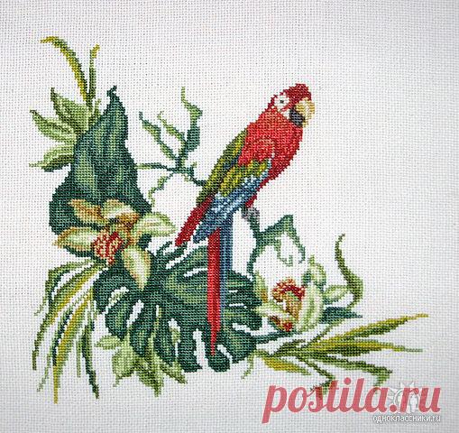 Хаед, попугай с цимбидиумами, завис на др у Сани Луценко.