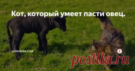 Кот, который умеет пасти овец. Коты, как оказалось, освоили множество профессий. Они трудятся и музейными смотрителями, и моряками.
Хотя казалось бы, что это совершенно не котовские занятия. А вот поди же ты, вполне  успешно трудятся. Получше многих.
Но всех переплюнул кот из Ирландии по кличке  Bodacious ( Бодейшес ), или, по-русски, Смельчак. Ну это в мягком переводе, а то можно и Безрассудным обозвать. Он решил устроиться па