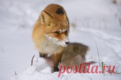 В российском поселке объявили карантин после нападения лисы. Карантин по бешенству объявили поселке Горьковском Советского района Волгограда из-за нападения лисы. Уточняется, что животное покусало трех местных жительниц. По данным регионального комитета ветеринарии, лиса была заражена бешенством. Уже известно, что пострадавшим оказана медицинская помощь.