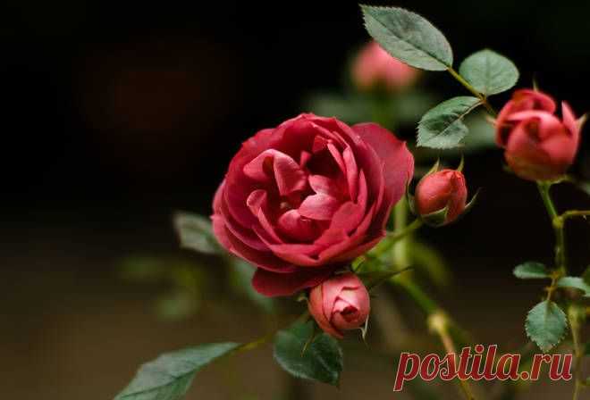 Как отличить розу от шиповника по побегам.