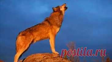 Wolf Howling Sound Effect - Search Videos