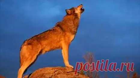 Wolf Howling Sound Effect - Search Videos