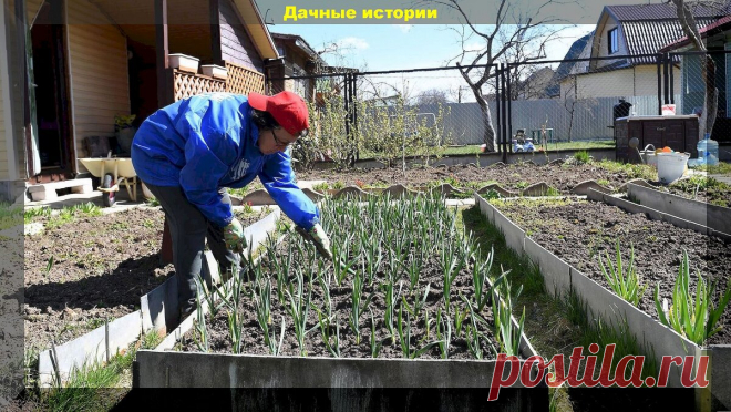Апрельские огородные дела на даче: что самое важное нужно успеть сделать в огороде в апреле и в каком порядке | Дачные истории | Дзен