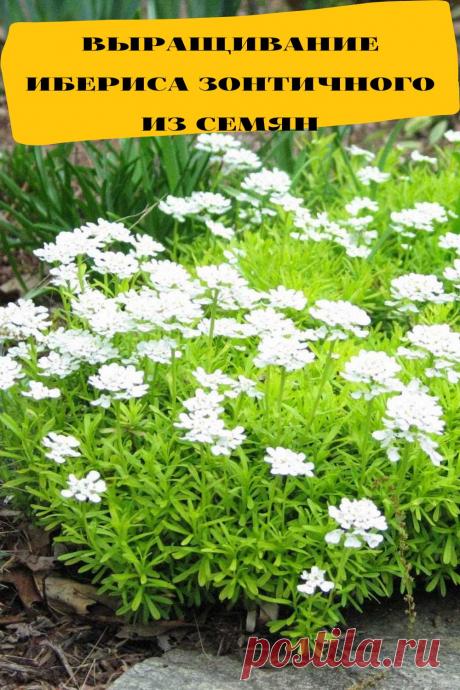 выращивание ибериса зонтичного из семян
