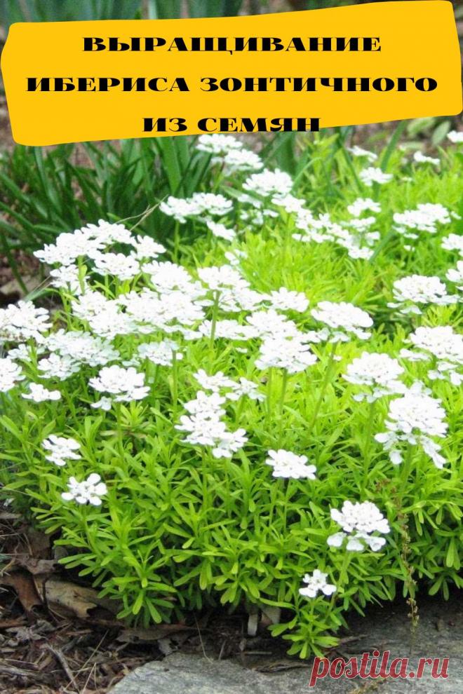 выращивание ибериса зонтичного из семян