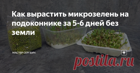 Как вырастить микрозелень на подоконнике за 5-6 дней без земли До зимы еще далеко, но мне уже захотелось что-нибудь вырастить на подоконнике, на балконе. Решил вырастить микрозелень из Маша (по-другому Мунг или фасоль азиатская), которую купил в магазине. Честно говоря, я сомневался, нормально ли прорастет магазинная крупа. Но, забегая вперед, скажу, проросла просто отлично!
Проращивать решил в одноразовых контейнерах и пластиковой