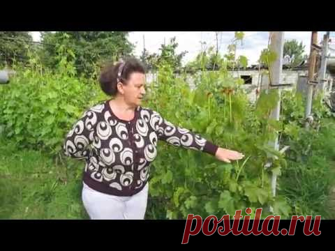 Как рассчитать нагрузку виноградного куста?  (Подснежник, Евдоким, Данилка, Величанин)