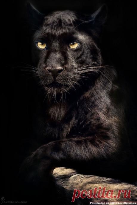 Портреты животных