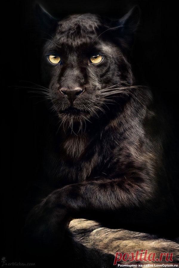 Портреты животных