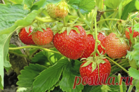 5 простых правил для получения отличного урожая земляники 
Чтобы получить хороший урожай земляники, достаточно соблюдать несколько простых правил.

Очень важны подкормки
Земляника плохо реагирует на предпосадочное внесение удобрений. От них у растений страда…