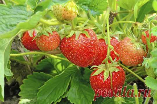 5 простых правил для получения отличного урожая земляники 
Чтобы получить хороший урожай земляники, достаточно соблюдать несколько простых правил.

Очень важны подкормки
Земляника плохо реагирует на предпосадочное внесение удобрений. От них у растений страда…