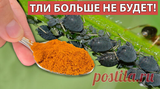 Как избавиться от Тли на участке без химии. Простое органическое средство. | ГЕНЕРАЛЬСКИЙ САД | Дзен