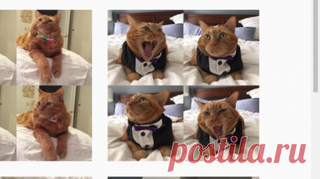 George Fluff Izzy & 🌈Adelaide🌈 (@gingersgeorgefluff) • Фото и видео в Instagram