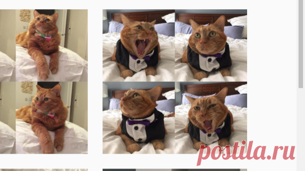 George Fluff Izzy & 🌈Adelaide🌈 (@gingersgeorgefluff) • Фото и видео в Instagram
