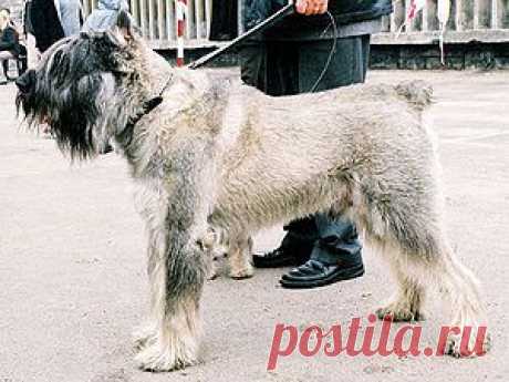 Ризеншнауцер — Википедия