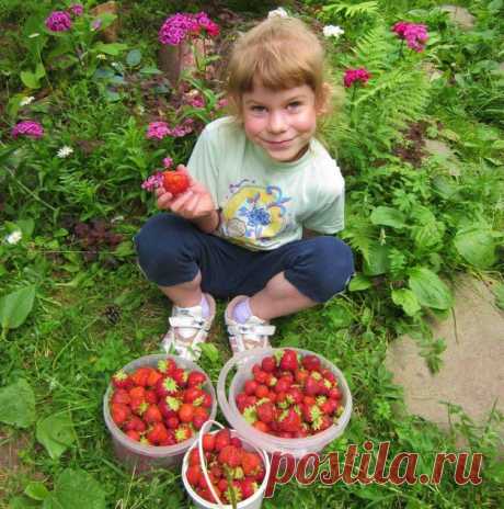 Мульчирование земляники – новые возможности