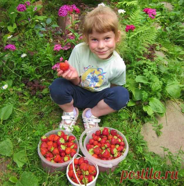 Мульчирование земляники – новые возможности