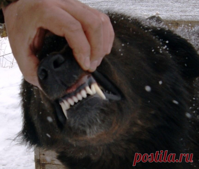 Зубочки и широкие челюсти Монголдог Ихмеда.