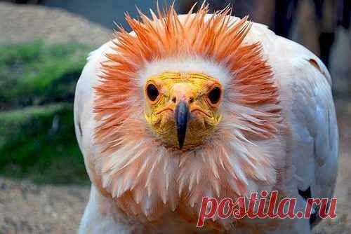 Египетский стервятник