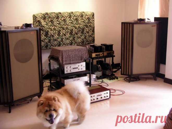 Tannoy 15" Silver in corner York