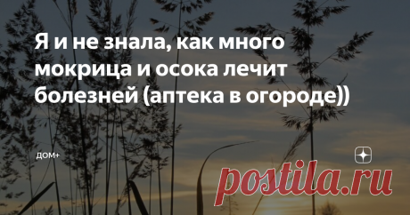 Я и не знала, как много мокрица и осока лечит болезней (аптека в огороде)) В интернете в основном пишут только о том как эффективнее избавиться от этих чудесных растений, но мало кто знает о пользе для здоровья и их применении. Теперь я  бездумно их вырывать больше не буду.
Когда-то я прочитала статью о знаменитой алтайской травнице, которая была убеждена в том, что растения, выросшее на вашем участке посланы специально.