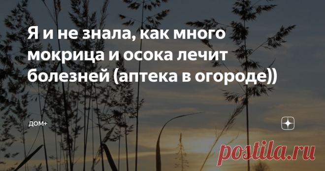 Я и не знала, как много мокрица и осока лечит болезней (аптека в огороде)) В интернете в основном пишут только о том как эффективнее избавиться от этих чудесных растений, но мало кто знает о пользе для здоровья и их применении. Теперь я  бездумно их вырывать больше не буду.
Когда-то я прочитала статью о знаменитой алтайской травнице, которая была убеждена в том, что растения, выросшее на вашем участке посланы специально.