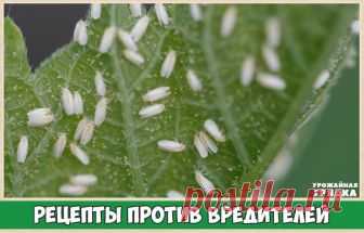 РЕЦЕПТЫ РАСТИТЕЛЬНЫХ ПРЕПАРАТОВ ПРОТИВ ВРЕДИТЕЛЕЙ

Полведра луковой шелухи залить ведром горячей воды (температура 60—70 °С), настоять в течение суток, процедить, разбавить водой (1:2) и применять для опрыскивания растений, пораженных тлей, паутинным клещиком огурца, трипсами и другими вредителями. 

Чтобы приготовить настой из чистотела, возьмите 1 кг мелко нарезанных стеблей растений, ошпарьте их 2—3 л кипятка и добавьте еще 7—8 л воды. Настаивайте в течение трех суток, ...
