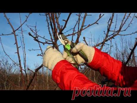 Обрезка груши  Снижение кроны дерева